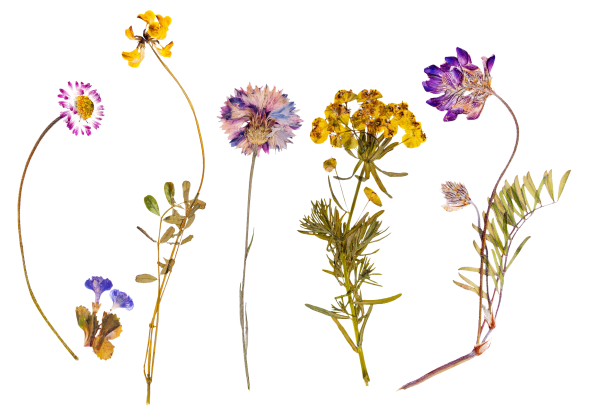 Сухие цветы на белом фоне