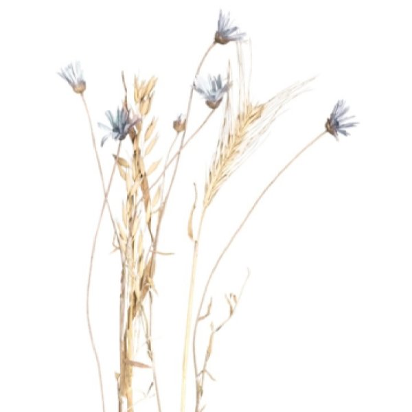 Ветка сухоцветов на белом фоне