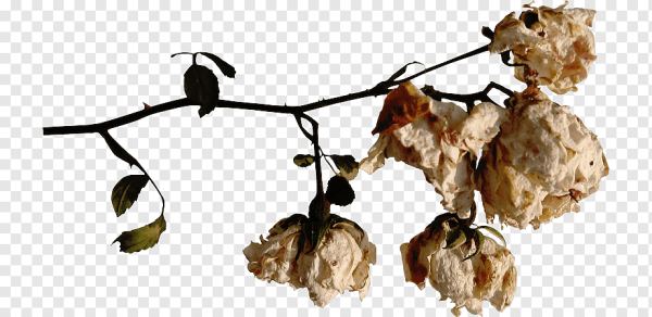 Сухие цветы для фотошопа