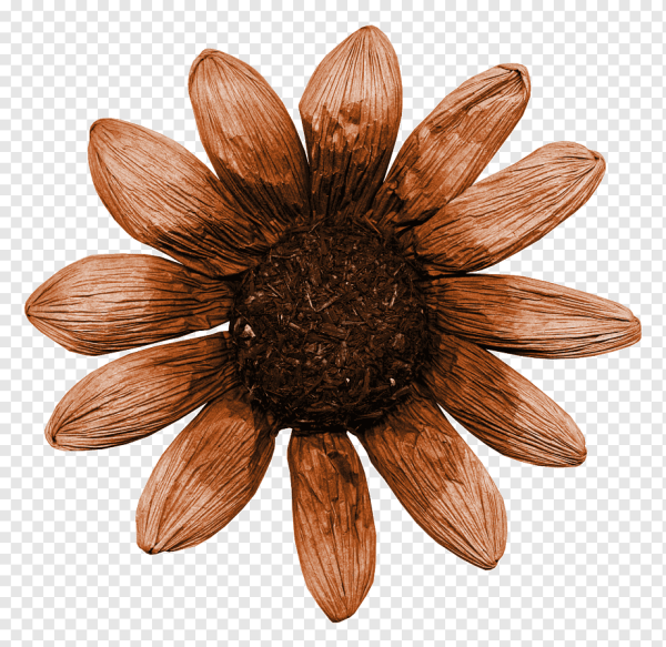 Сухоцветы коричневые