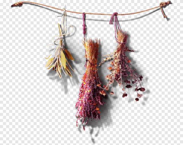 Сушеные травы на прозрачном фоне
