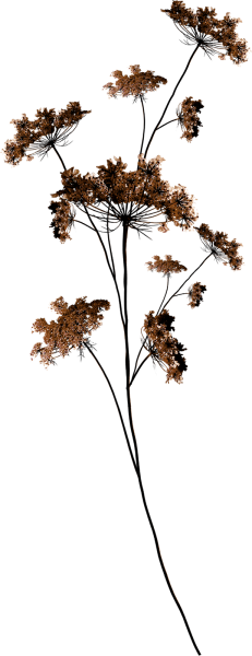 Сухие цветы на прозрачном фоне