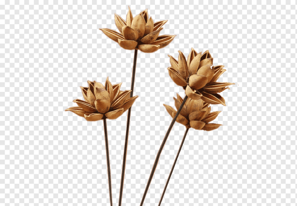 Засушенные цветы на прозрачном фоне