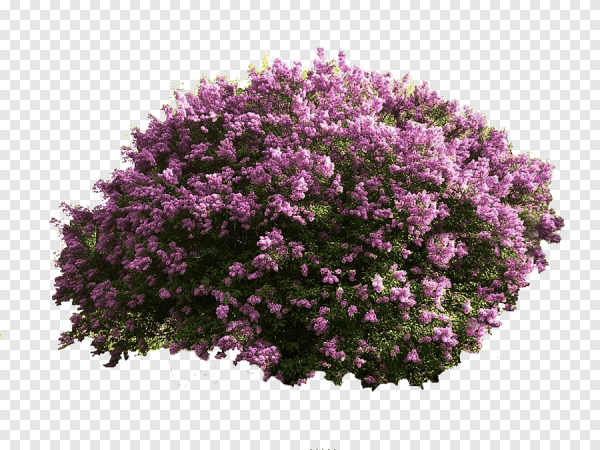 Куст вейгела