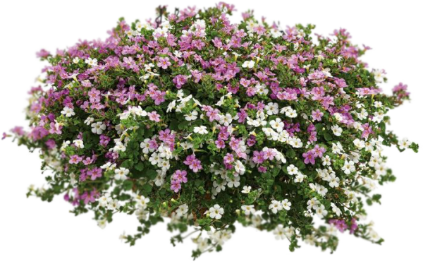 Бакопа ампельная розовая