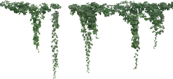 Силуэт свисающих растений на прозрачном фоне