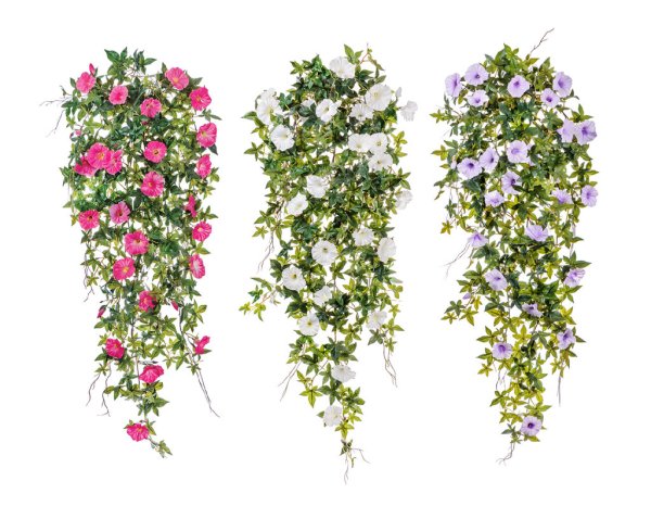 Лианы и ампельные растения