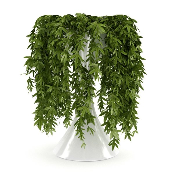 Папоротник Лесной ампельный