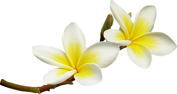 Цветы Плюмерия Франжипани на белом фоне
