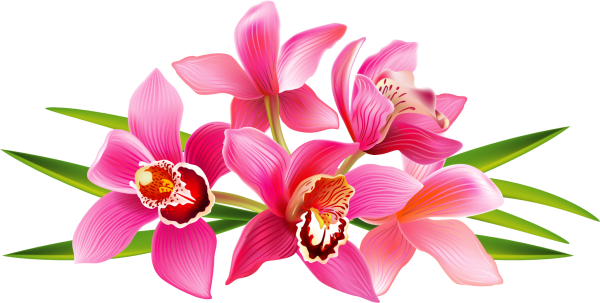 Тропические цветы на прозрачном фоне