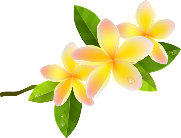 Франжипани цветок вектор