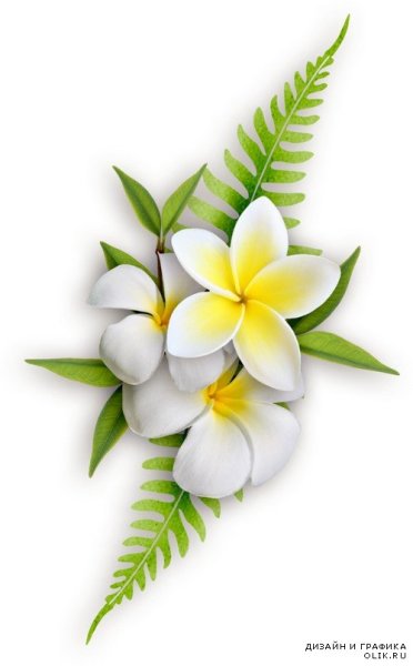 Цветы на прозрачном фоне