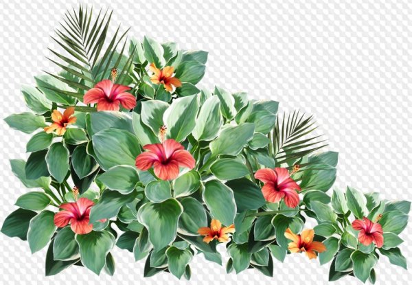Экзотические цветы на прозрачном фоне