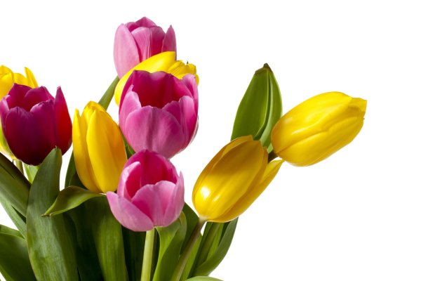 Яркие тюльпаны