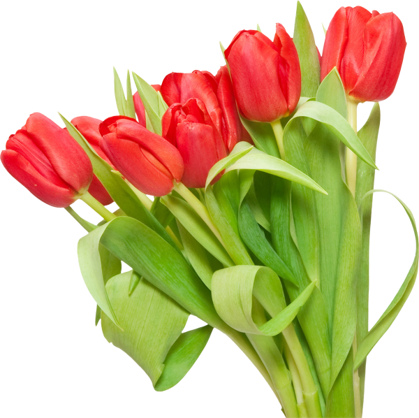 Тюльпаны на белом фоне