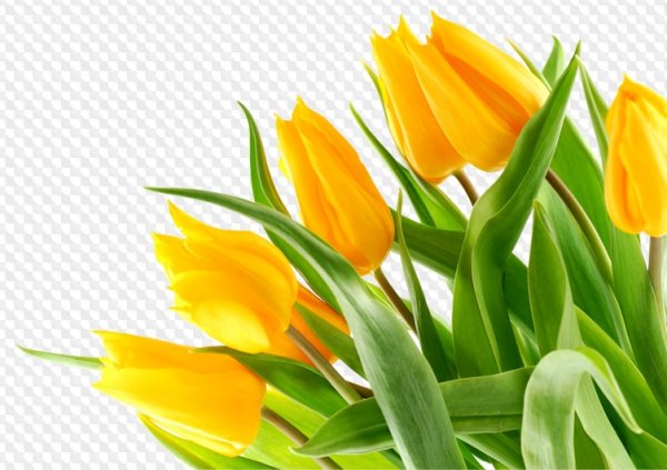 Желтые тюльпаны