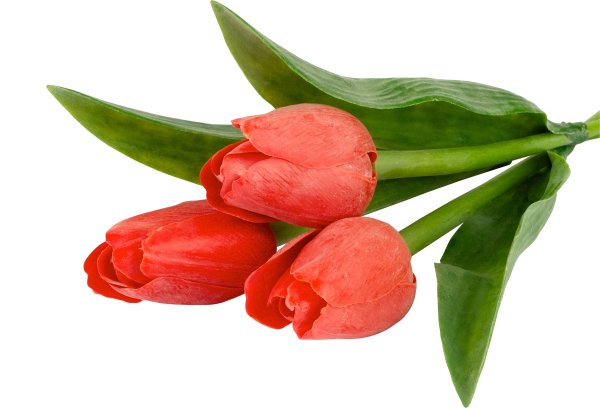 Тюльпаны на белом фоне