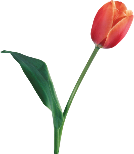 Тюльпан на стебле