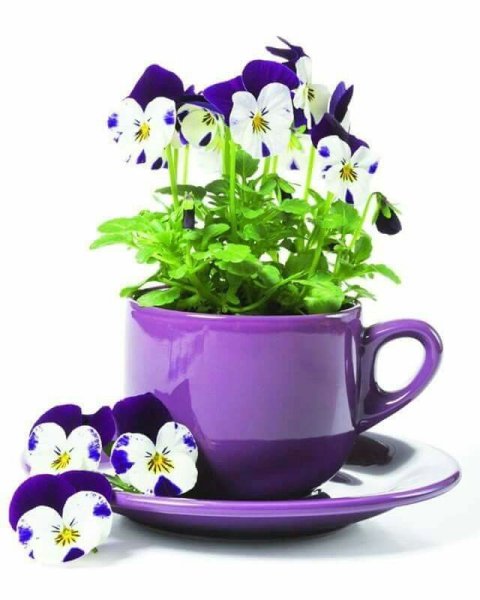 Фиалка в кружке
