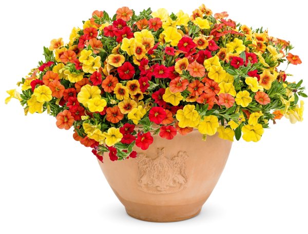 Калибрахоа желто оранжевая