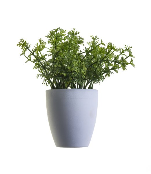 Растение в горшке на белом фоне
