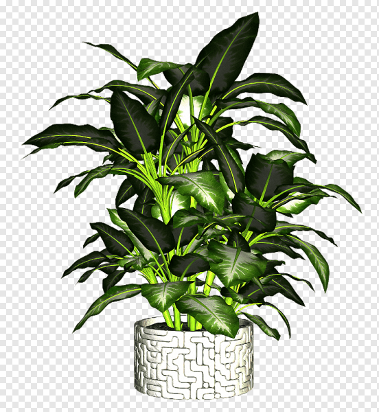 Растение в горшке на прозрачном фоне