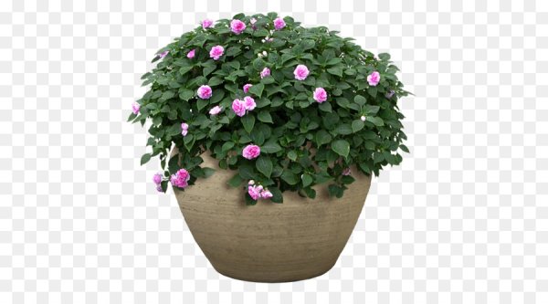 Горшок с цветами на прозрачном фоне