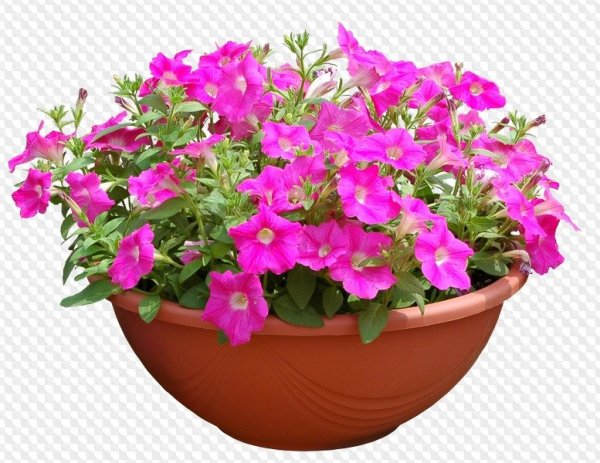 Петуния в горшках