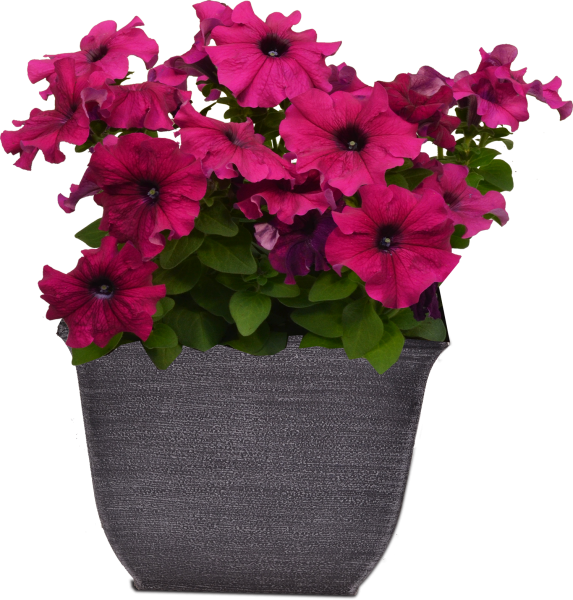 Петуния Дамаск