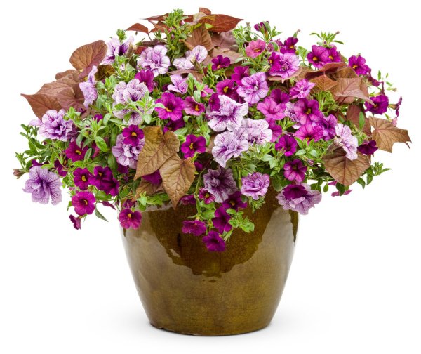 Калибрахоа Присцилла