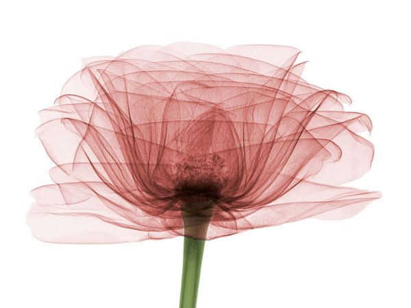XRAY Flowers