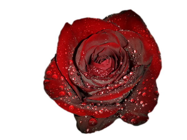 Розы на прозрачном фоне