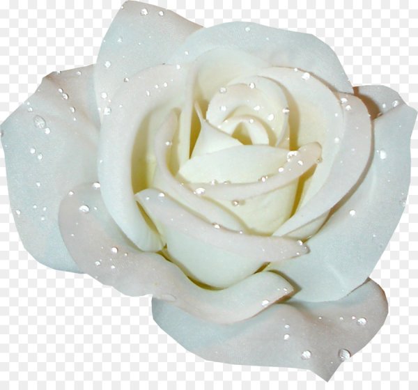 Белые розы на прозрачном фоне