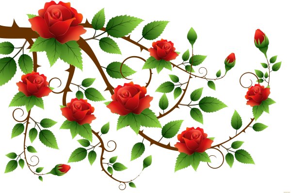 Веточка плетистой розы