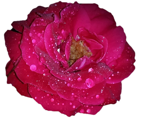 Анимированные прозрачные цветы