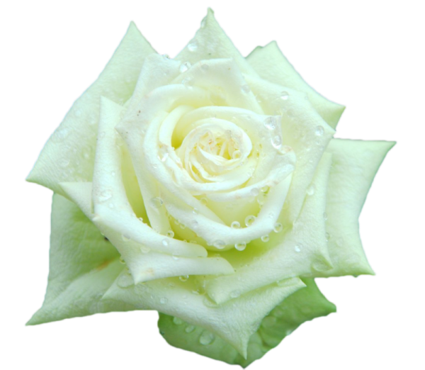 Розы на прозрачном фоне для фотошопа