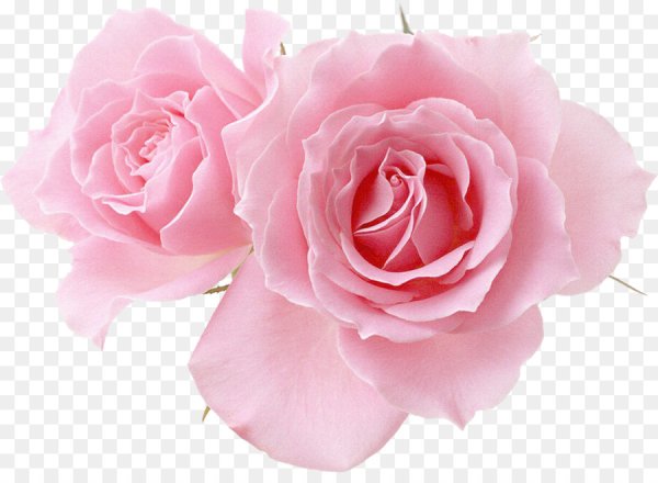 Нежные розы на прозрачном фоне