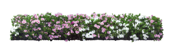 Цветы клумба на прозрачном фоне