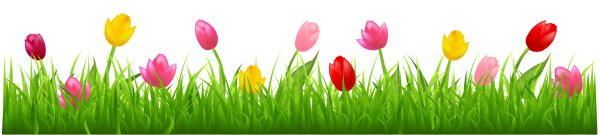 Тюльпаны в ряд без фона