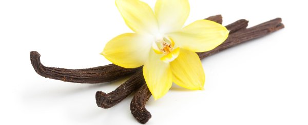 Ваниль цветок