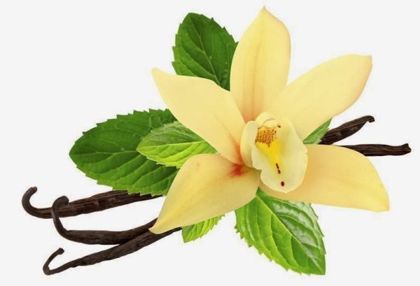 Веточка ванили