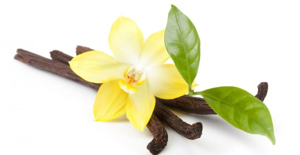 Ваниль плосколистная