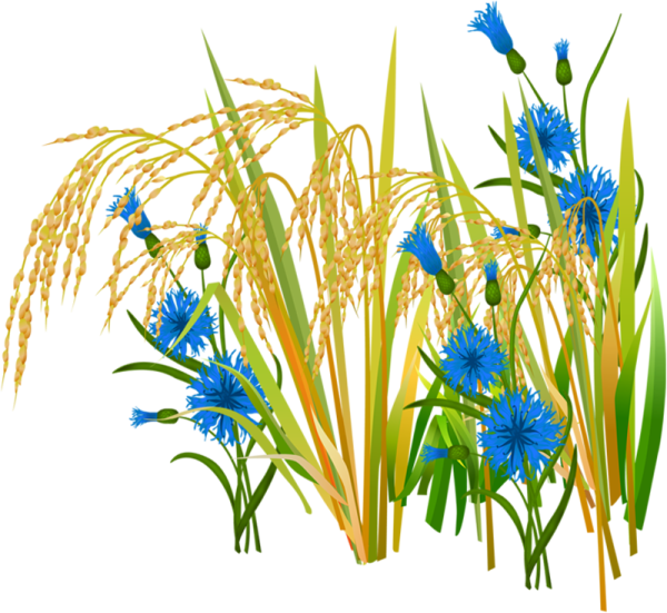 Полевые цветы на прозрачном фоне