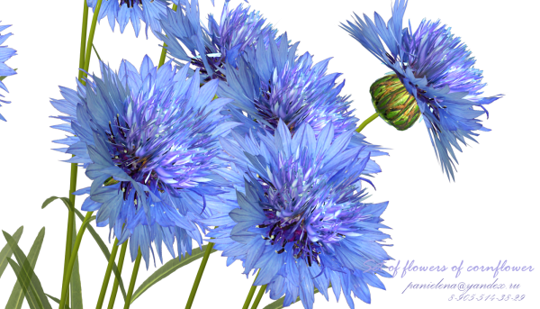 Васильки на прозрачном фоне