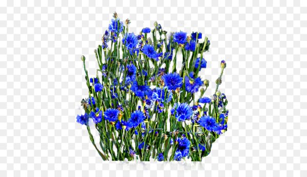 Василек и Лаванда