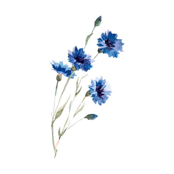 Василек акварель