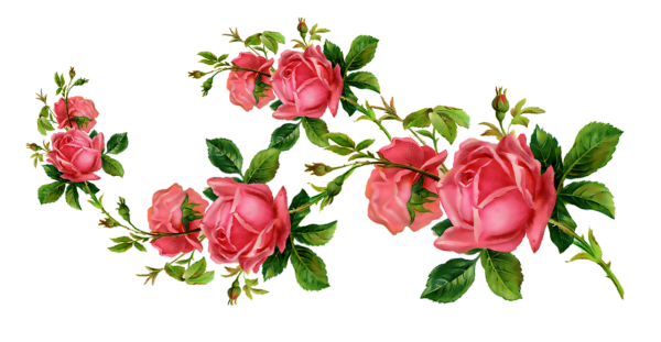 Винтажные розы на прозрачном фоне