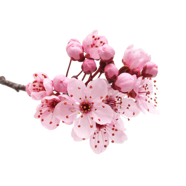 Черри блоссом на прозрачном фоне