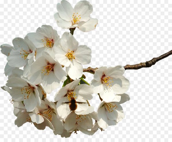 Яблони в цвету