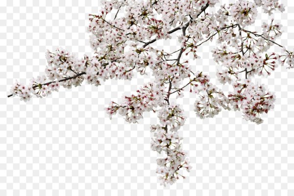 Цветущие деревья без фона